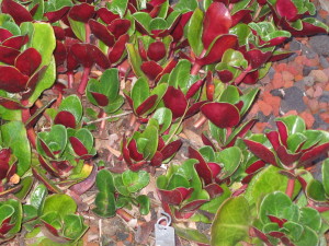 Walk With Me: Ganna Walska Lotusland