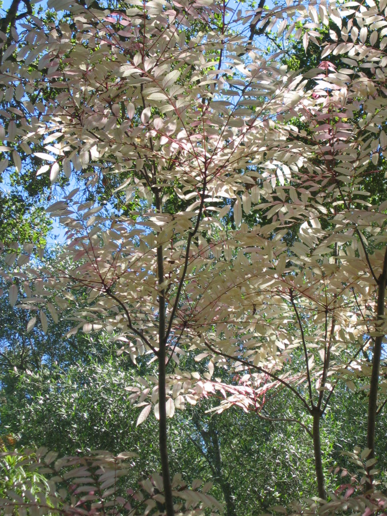 Walk With Me: Ganna Walska Lotusland