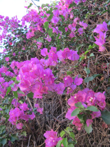 A Vibrant Splash of Color