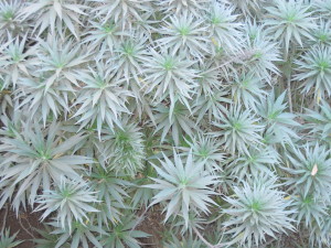 Would You Name This Plant Star Burst?