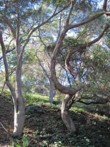 Flexibility versus Rigidity