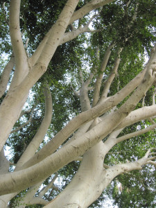Walk With Me: Santa Monica, California