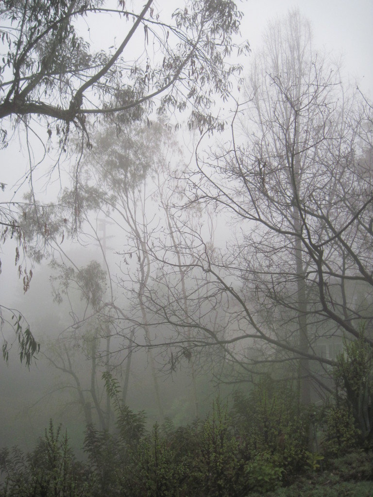 WALK WITH ME: Foggy Misty Rain