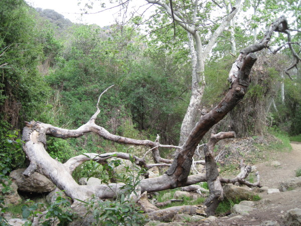 WALK WITH ME: Pacific Palisades