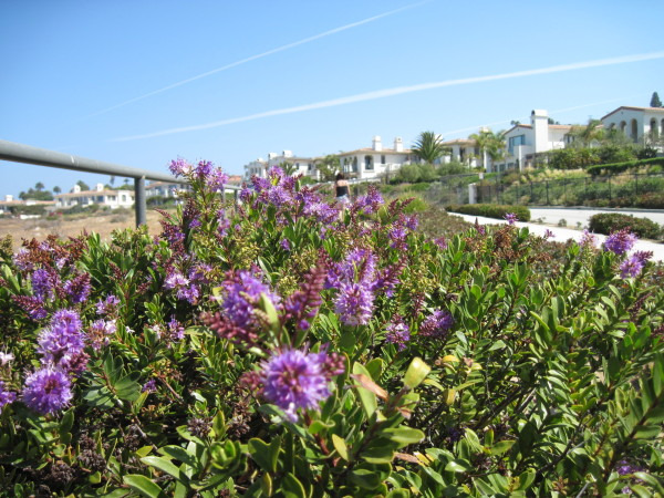 WALK WITH ME: Palos Verdes Drive West